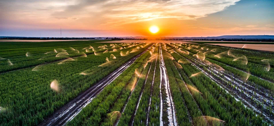 Ein Feld wird im Sonnenuntergang von Sprinklern bewässert