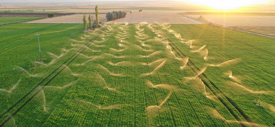 Ein großes Feld mit Grünpflanzen wird durch Sprinkler bewässert