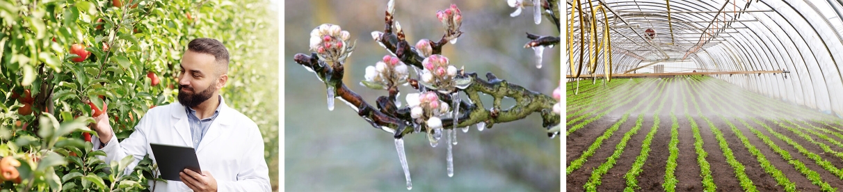 Vereiste rosafarbene Blüten an einem Ast.
